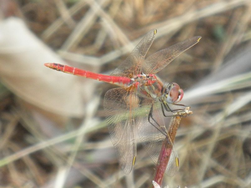 Sympetrum fonscolombii male ?